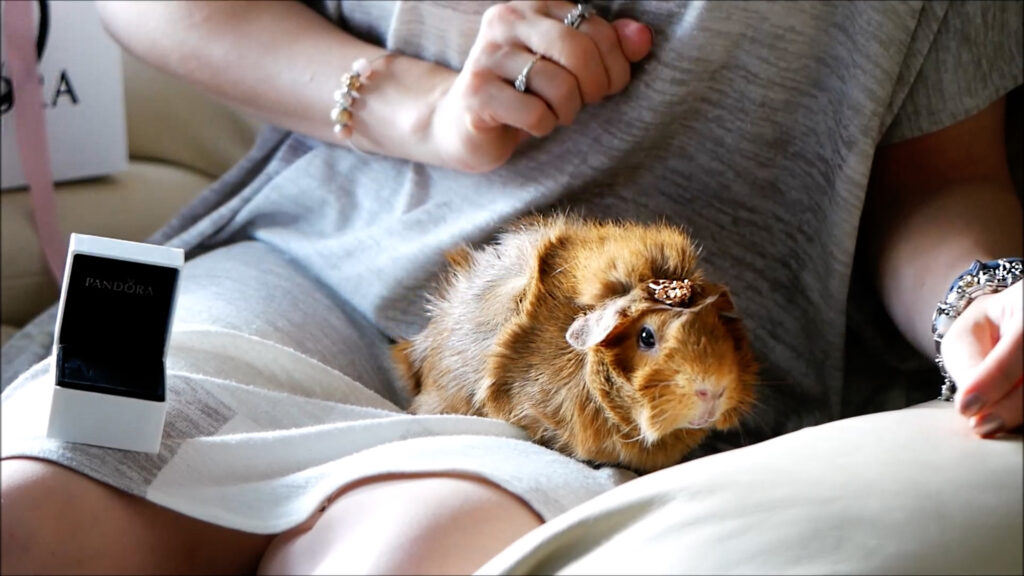 Guinea pig charm for pandora bracelet best sale